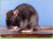 rat control Skegness